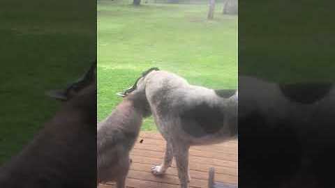 Needy Kangaroo Cannot Stop Hugging His Canine Best Friend