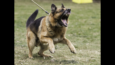 Leash combative dog training- Dog reactivity training