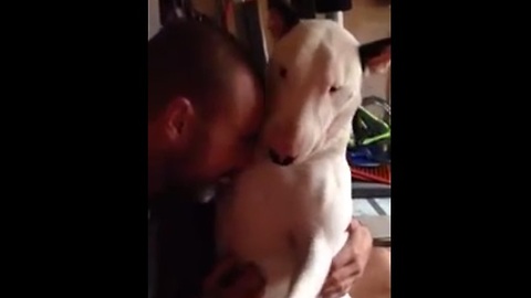 Bull Terrier won't stop giving kisses