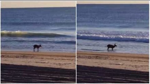 Cervo é filmado relaxando na praia