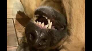 Dramatic German Shepherd Drunk Talk