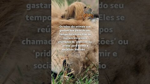 Leão - Minuto Animal #2 #shorts