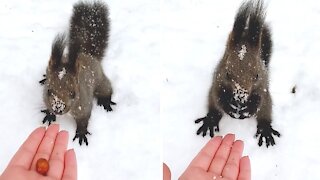Friendly squirrel gently takes nut from human's hand