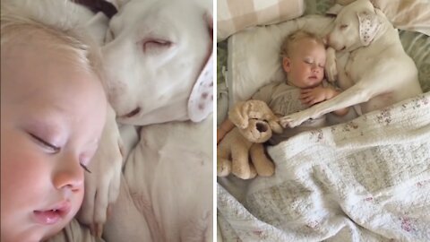 Rare Scene of Baby Cuddles in Bed with Dog