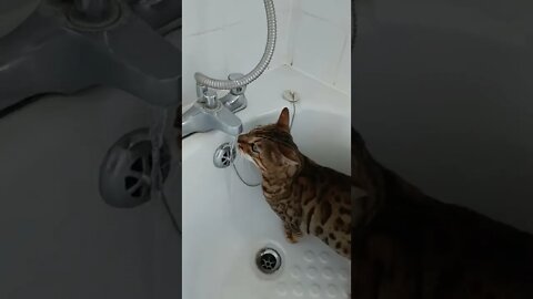 Thirsty cat in the bath #bengalcat #catdrinkingwater #catdrinkingfromtap