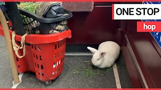 Commuters are greeted by a rabbit on a bus