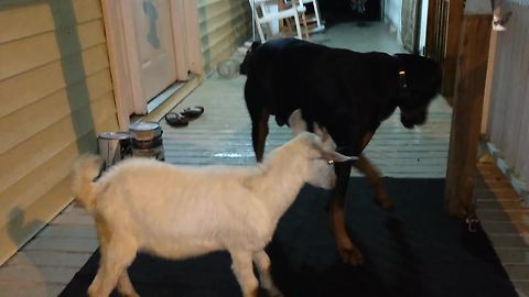 Jealous Doberman wrestles newly rescued goat