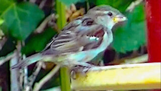 IECV NV #147 - 👀 House Sparrows Out The Window 6-13-2016