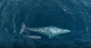 Une baleine grise et son baleineau filmés en Californie