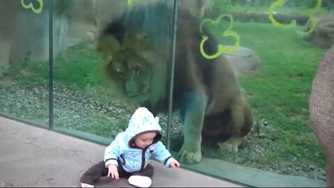 Omg 😳 Lion Trying to Attack Baby At Zoo