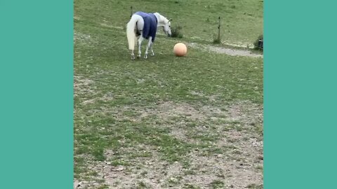Horse distracts his time playing ball