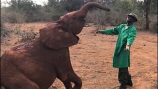 Elefante bebê dança com seu cuidador no Quênia