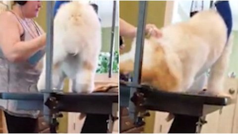Dueña de PetShop captada infraganti maltratando animales de sus clientes mientras los bañaba