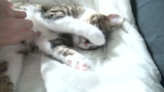 Kitten Sleeps Tight