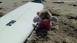 Munchkin the Teddy Bear goes surfing