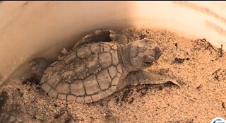 Educators learn about Delray Beach's turtle-protection program