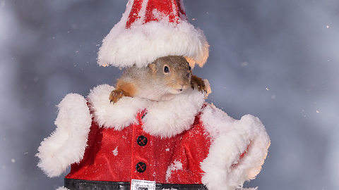Squirrel in Santa cloths