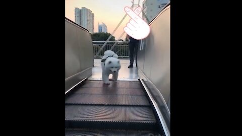 Doggo scared of going down escalator! 🤣😍😊 #shorts