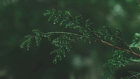 Rain onto Pine Tree Leaf for sleep, mediation and relaxation to help aid ADD/ADHD and anxiety.