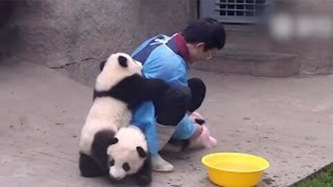 Cute Baby Panda's Playing Compiled!