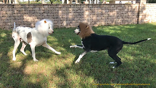 Hilarious Halloween Lion Great Danes Playtime