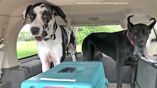 Happy Cat And Great Danes Enjoy A Burger And A Frosty Treat