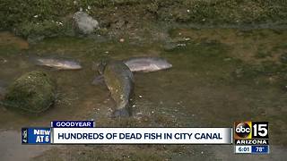 Hundreds of dead fish found in city canal