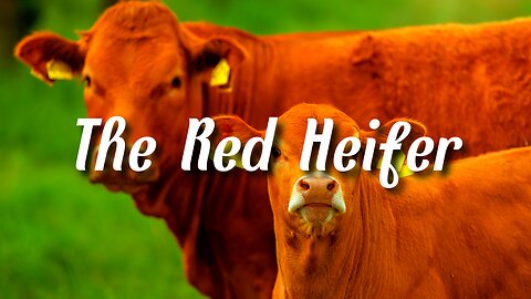 The Red Heifer - Pastor Jonathan Shelley | Stedfast Baptist Church