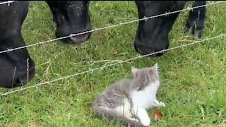 Australia: fearless kitten scares cows