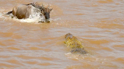 Hungry Crocodiles Attack Migrating Wildebeest: SNAPPED IN THE WILD