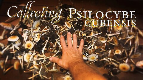 Hunting for Psilocybe Cubensis in the Amazon Rainforest