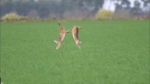 Walking Hare Brown Hares Box in Norfolk Field