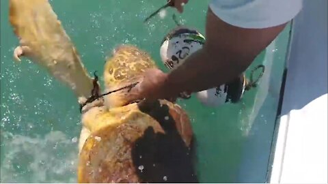 Giant Sea Turtle rescued After Being Trapped