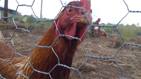 Building the permanent chicken run / chicken fence / homesteading
