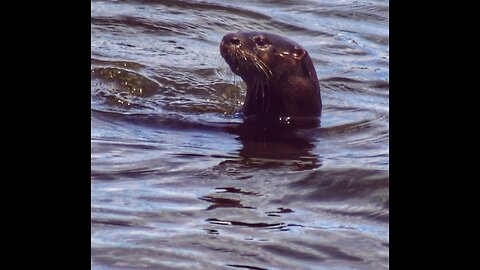 Curious river otter 🦦 wants to come to the pier.