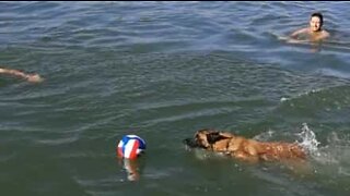 Dog joins friends in river and steals their ball!