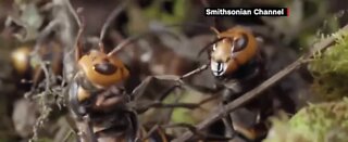 Bill to exterminate murder hornets