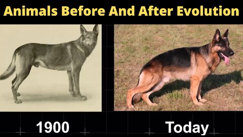 Animals Before And After Evolution | Before & After Pics Of Animals