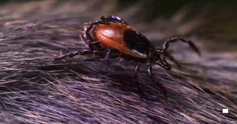 Tucker - Claims that Lyme Disease, Spread by Ticks, was Created in Biological Laboratories in USA
