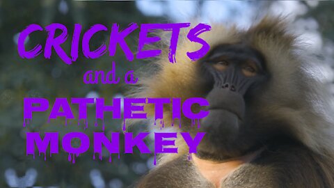 Crickets and a Pathetic Monkey | Crickets and Monkeys | Ambient Sound | What Else Is There?