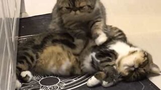 Gato recebe massagem do seu companheiro felino