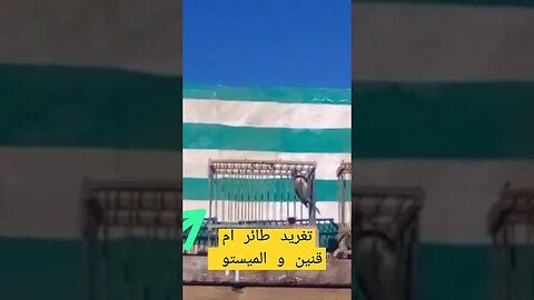 تغريد طائر أم قنين و الميستو