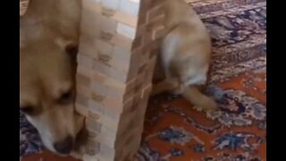 Den här hunden är ett proffs på Jenga