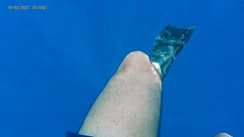 Shark Addicts Dive 1