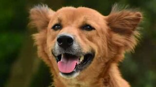 Dog runs across road with trash bin attached!