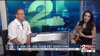 Ask Dr. Joe: Boudin the Jack Russell terrier cross
