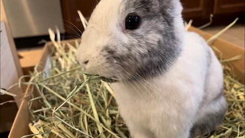 Bunny LOVES Oat Hay! Rabbit Eating Snack ASMR