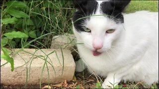 My cat goes nuts eating plants