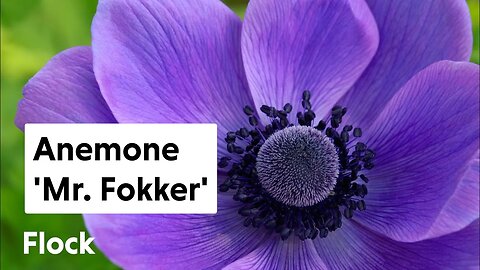 Planting Anemone coronaria 'Mr. Fokker' — Ep. 139