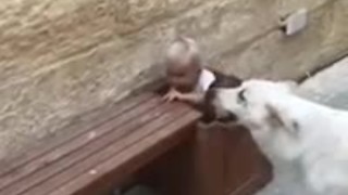 Dog helps kids pick up rocks from plant pot